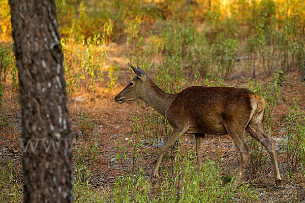 Rotwild (Cervus elaphus)