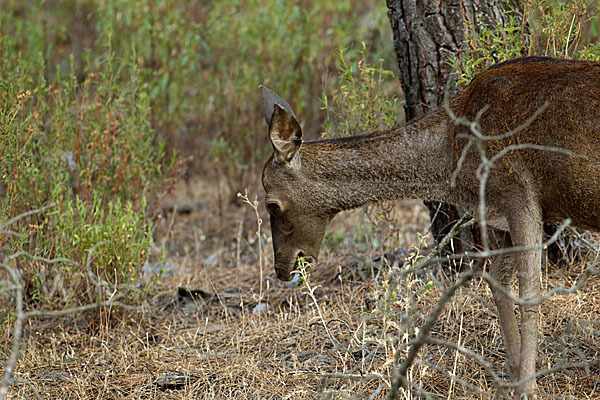 Rotwild (Cervus elaphus)