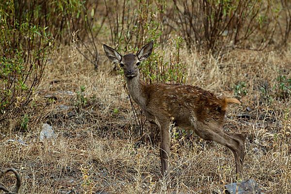 Rotwild (Cervus elaphus)