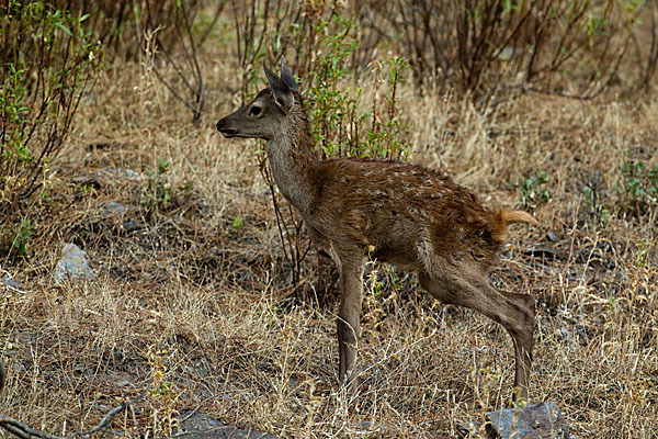 Rotwild (Cervus elaphus)