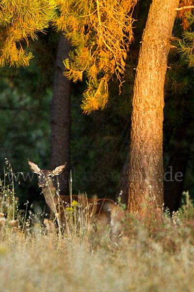 Rotwild (Cervus elaphus)