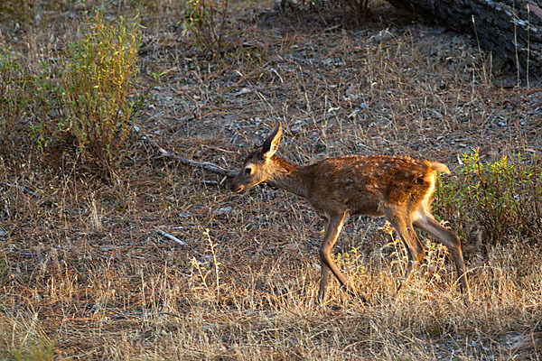 Rotwild (Cervus elaphus)