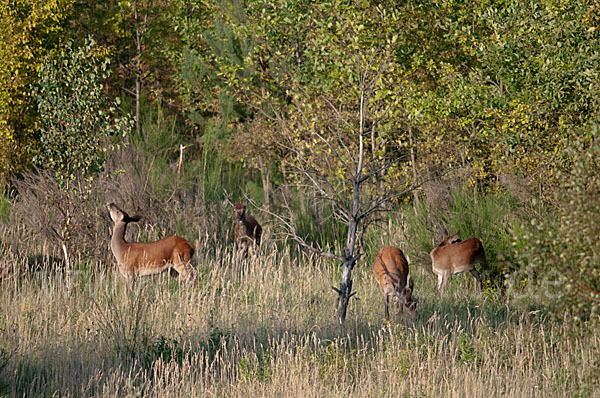 Rotwild (Cervus elaphus)