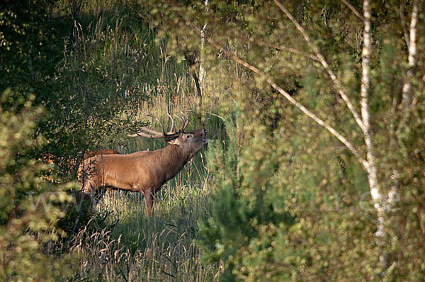 Rotwild (Cervus elaphus)