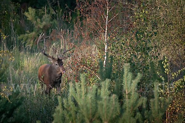 Rotwild (Cervus elaphus)