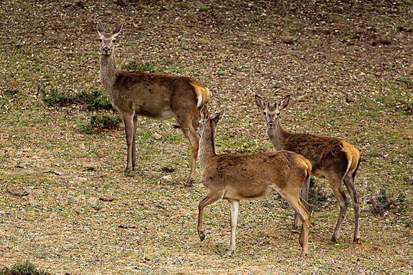 Rotwild (Cervus elaphus)