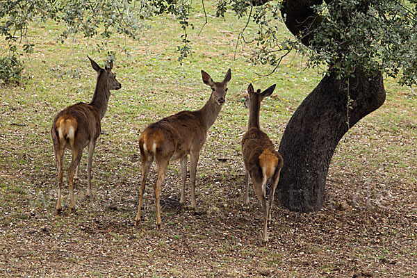 Rotwild (Cervus elaphus)