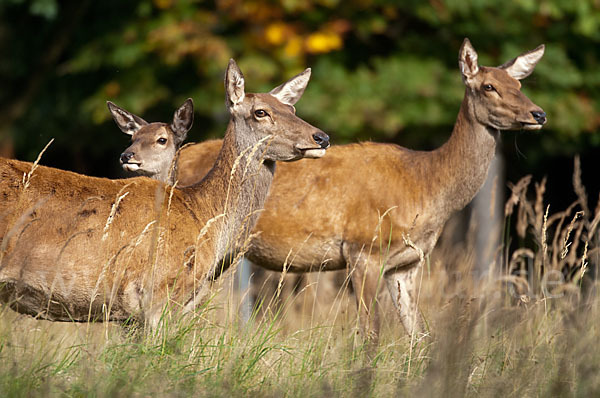 Rotwild (Cervus elaphus)