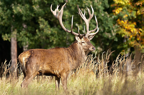 Rotwild (Cervus elaphus)