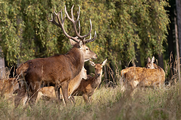 Rotwild (Cervus elaphus)