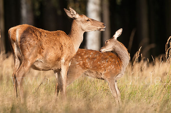 Rotwild (Cervus elaphus)