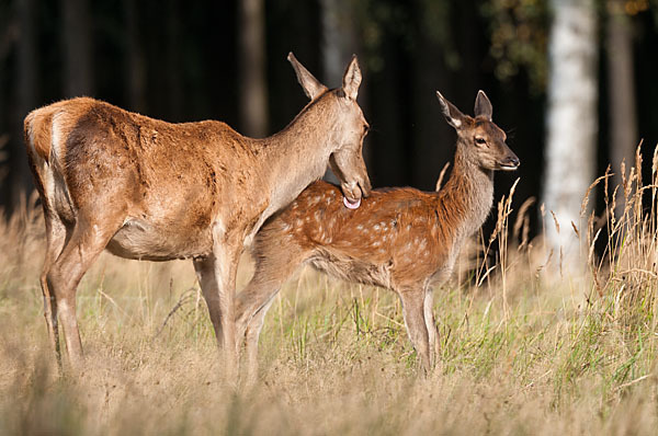 Rotwild (Cervus elaphus)