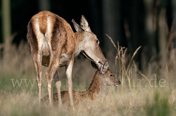 Rotwild (Cervus elaphus)