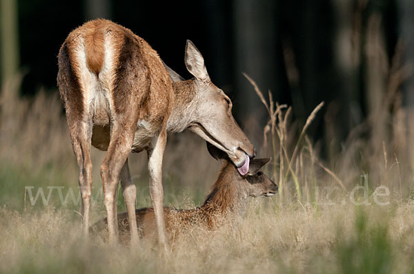 Rotwild (Cervus elaphus)