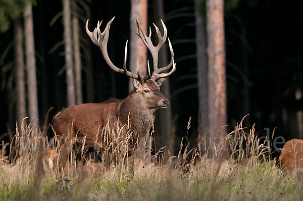 Rotwild (Cervus elaphus)