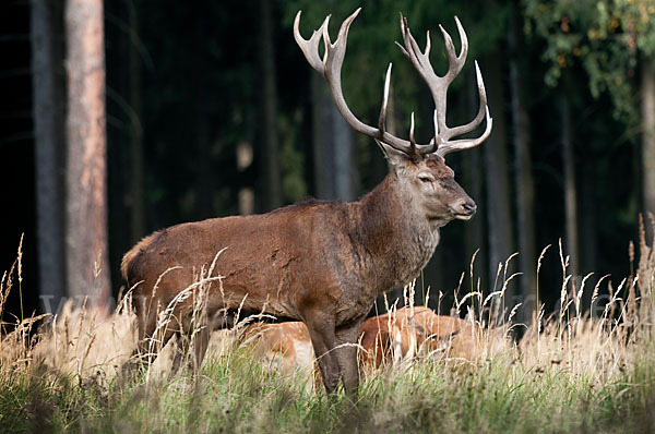 Rotwild (Cervus elaphus)