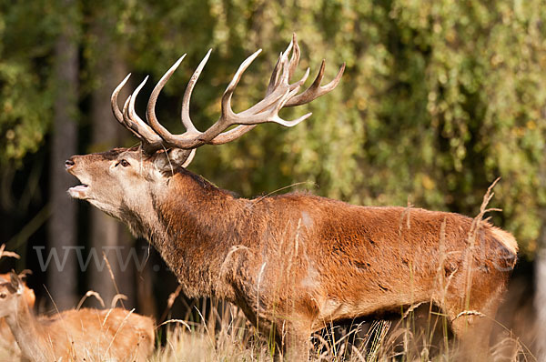 Rotwild (Cervus elaphus)