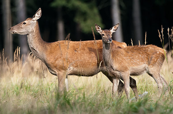 Rotwild (Cervus elaphus)