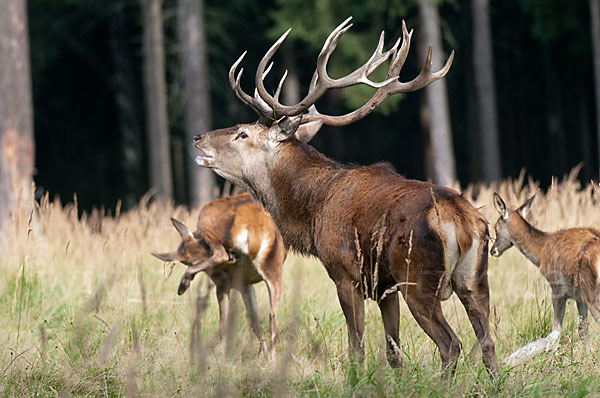 Rotwild (Cervus elaphus)