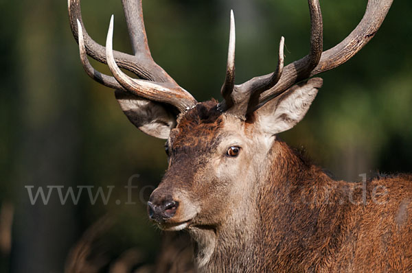 Rotwild (Cervus elaphus)