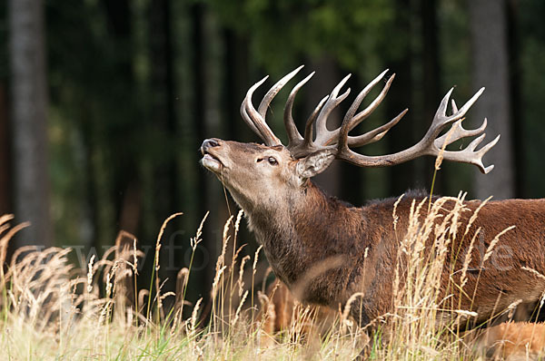 Rotwild (Cervus elaphus)