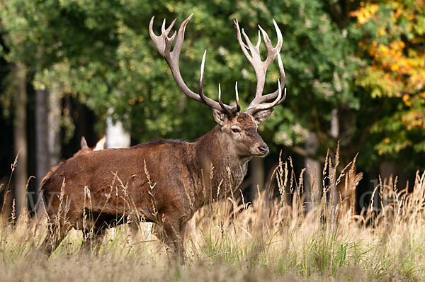 Rotwild (Cervus elaphus)