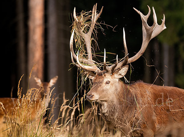 Rotwild (Cervus elaphus)