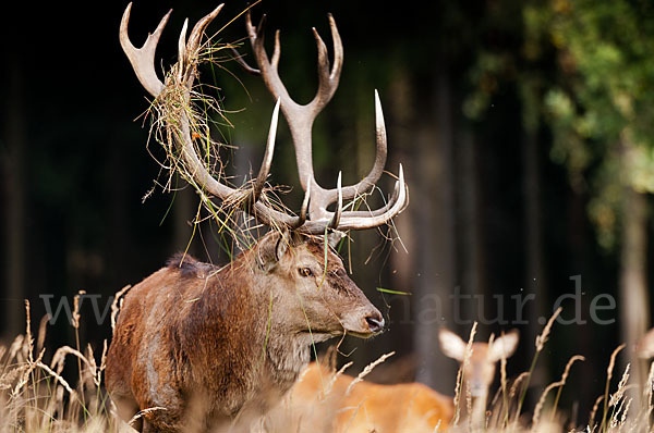 Rotwild (Cervus elaphus)