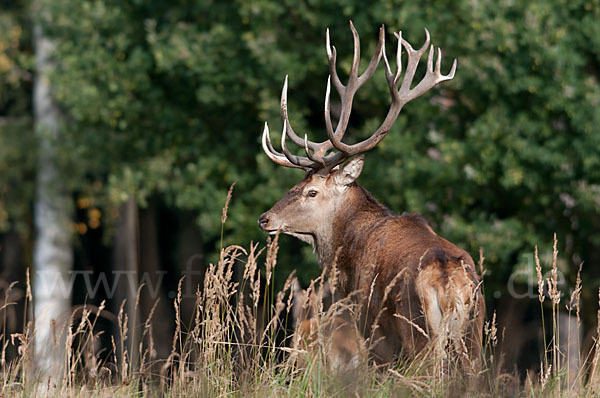 Rotwild (Cervus elaphus)