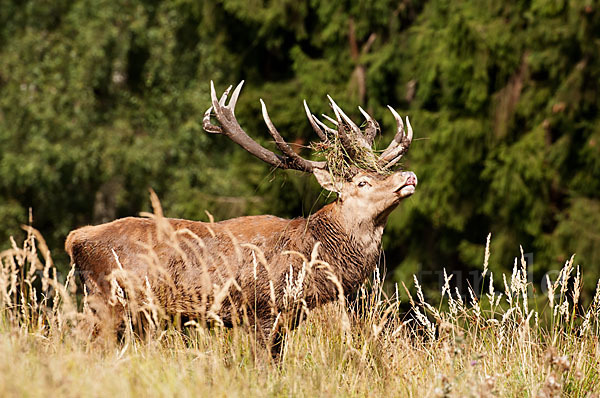 Rotwild (Cervus elaphus)