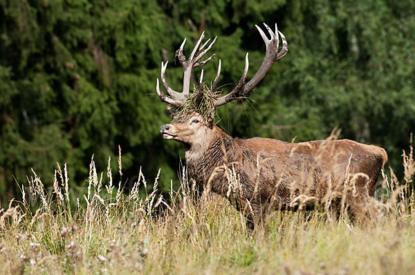 Rotwild (Cervus elaphus)