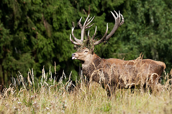 Rotwild (Cervus elaphus)