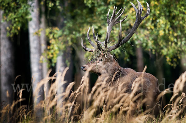 Rotwild (Cervus elaphus)