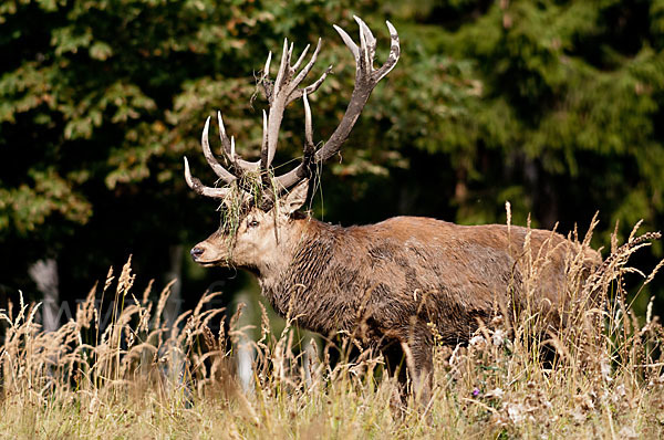 Rotwild (Cervus elaphus)