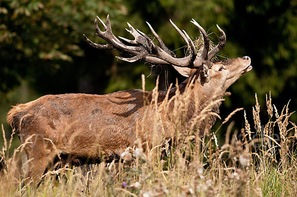 Rotwild (Cervus elaphus)