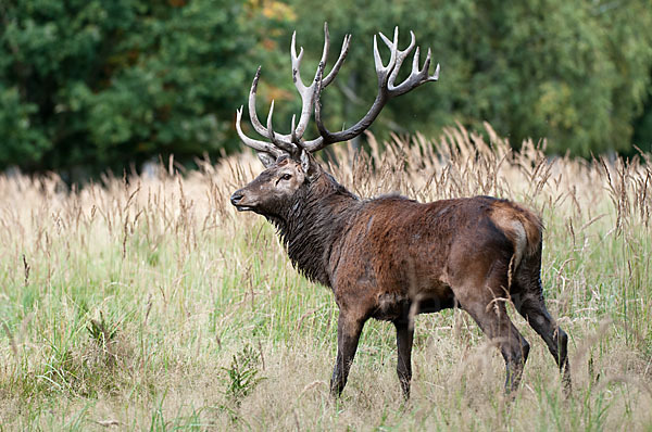 Rotwild (Cervus elaphus)