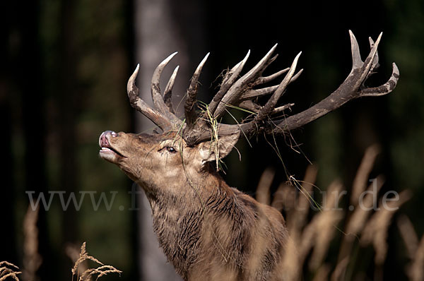 Rotwild (Cervus elaphus)