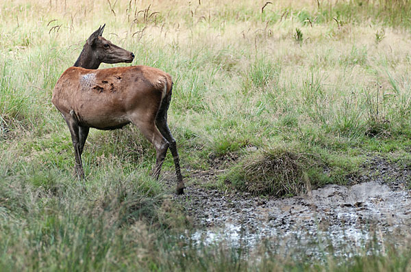 Rotwild (Cervus elaphus)