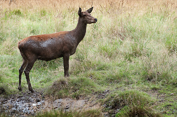 Rotwild (Cervus elaphus)