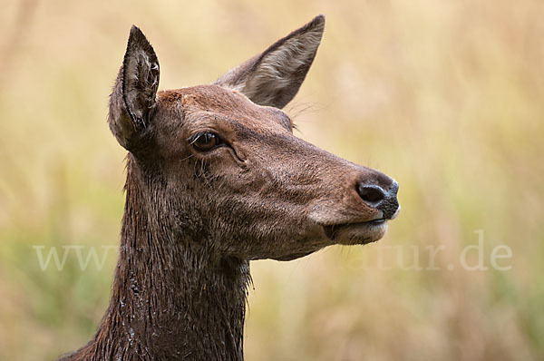 Rotwild (Cervus elaphus)