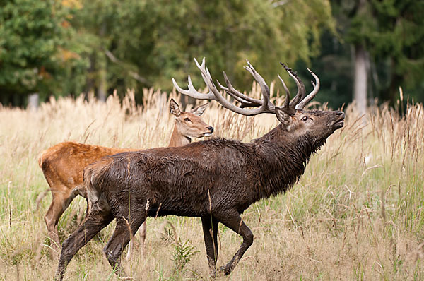 Rotwild (Cervus elaphus)