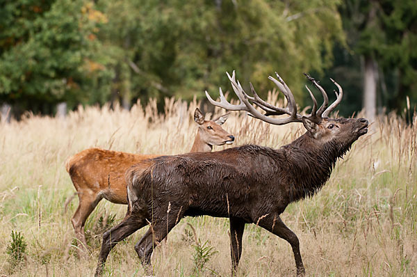 Rotwild (Cervus elaphus)