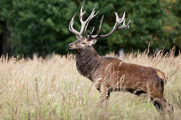 Rotwild (Cervus elaphus)