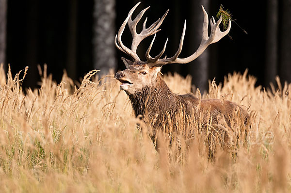 Rotwild (Cervus elaphus)