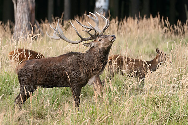 Rotwild (Cervus elaphus)