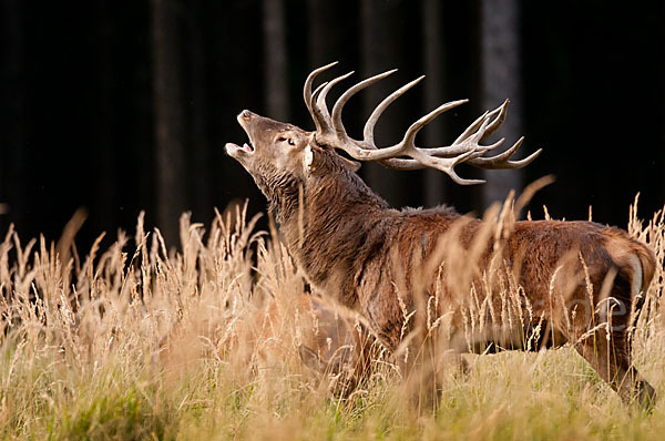 Rotwild (Cervus elaphus)