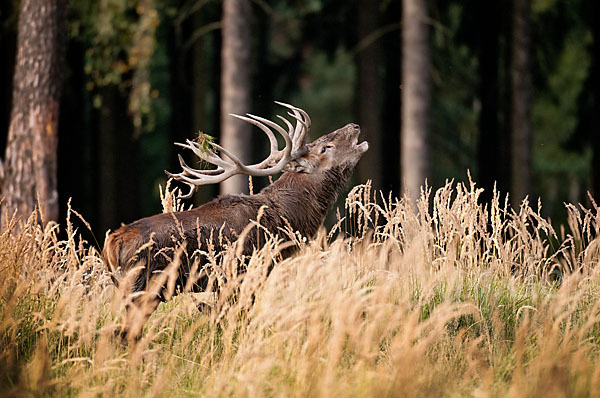 Rotwild (Cervus elaphus)