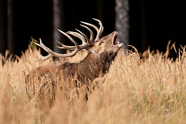 Rotwild (Cervus elaphus)