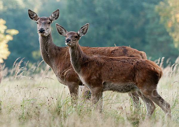 Rotwild (Cervus elaphus)