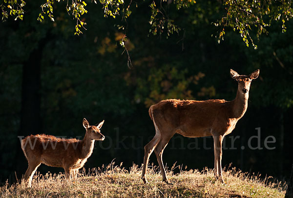 Rotwild (Cervus elaphus)